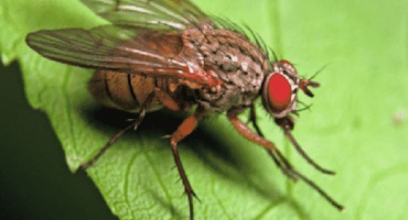 Popis škůdců řepy a boj proti nim lidovými prostředky